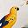 Vintage Parrot