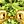Gold Tone Aug