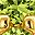 Gold Tone Aug