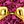 Gold Tone July