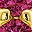 Gold Tone July