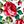 Pink White Green