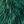 Spruce