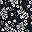 Black White Flowers