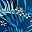 Peacock Blue