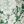 Olive Sage Ivory