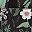Plants Black