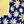 Yellow Navy Daisy