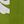 Grass Green