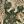 Beige Green