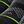 Black Green