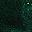 Green Forest
