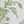 Green White