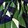 Army Green Black