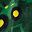 Dark Green Yellow