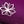 Dark Berry Snowflake