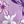 Plum Burst Floral