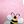 Sweet Coral Bees