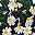 Black Flower