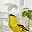 Purple Yellow Bird