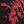 Black Red