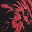 Black Red