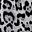 Grey Leopard