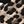 Blackleopard