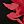 Black Red
