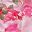 Pink White