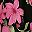 Black Pink