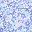 Chambray Petals