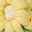 Light Yellow Green