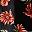 Black Daisy