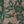 Black Green