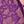 Wine Red Purple