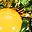 Green Gold Tone