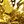Gold Tone