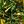 Green Gold Tone