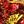 Red Gold Tone