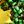 Green Gold Tone
