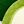 Avocado Green