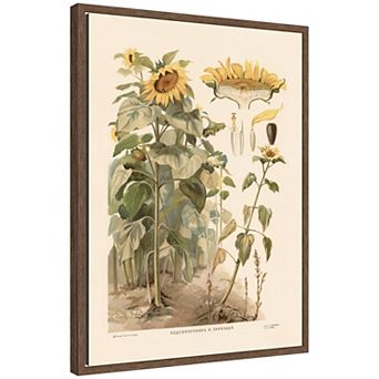 Sunflower 1910 T va I D Sytina Framed Canvas Wall Art Print