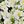 Green White
