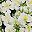 Green White