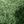 Tie Dye Green