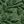 Leaves Green