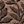 Leaves Brown