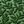 Leaves Green