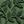 Leaves Green